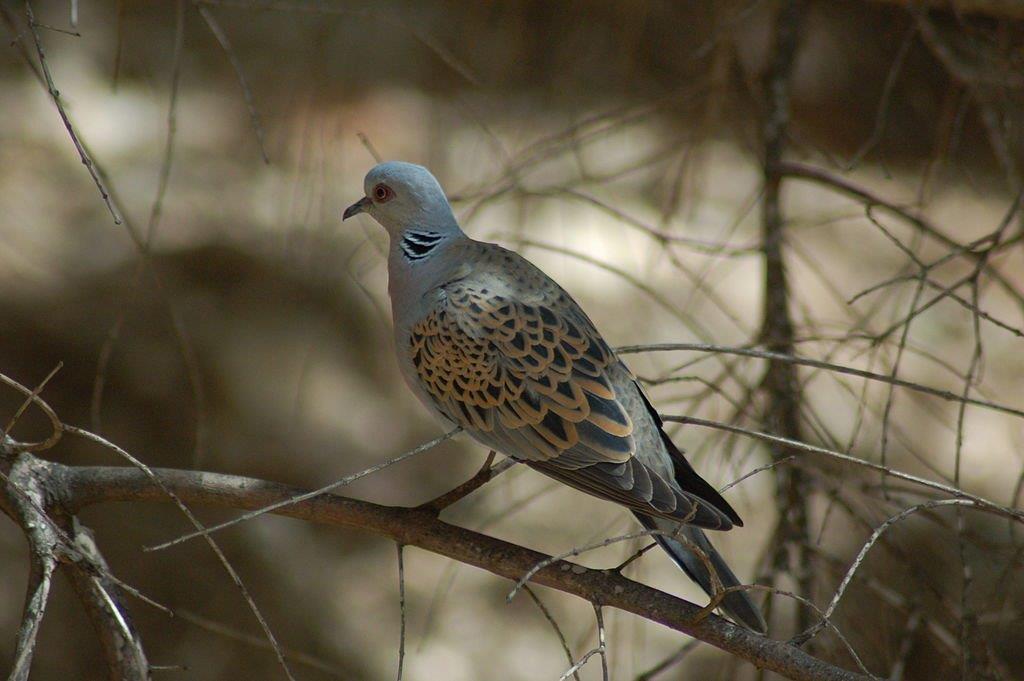 Streptopelia turtur